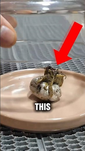 Did a Meteorite Bring Alien Life to Earth?