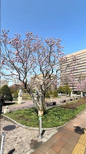 [Not a cherry blossom?!] Magnolia serrata, Sapporo Odori Park, April 21, 2026