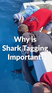Shark tagging plays a critical role in improving our understanding of these apex predators and their environment. You'll take part in this important research and learn how the scientific data is used to support conservation efforts, sustainable fisheries, responsible policy-making and the design and creation of successful marine protected areas. Throughout your trip, you'll be accompanied by renowned shark scientist, Dr.Darren Whitehead and his team. With over 15 years of experience, you'll be l