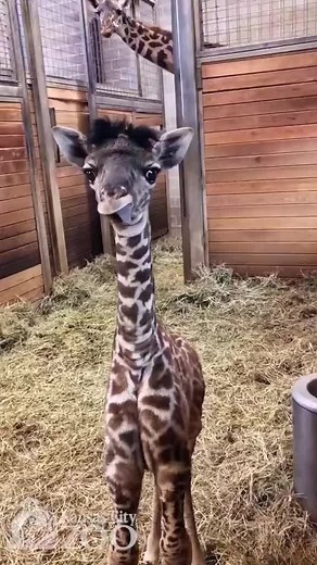Adorable Baby Giraffe with Heartwarming Moments