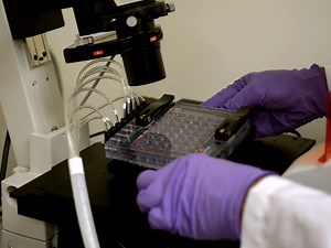 Systematic Analysis of In Vitro Cell Rolling Using a Multi-well Plate Microfluidic System