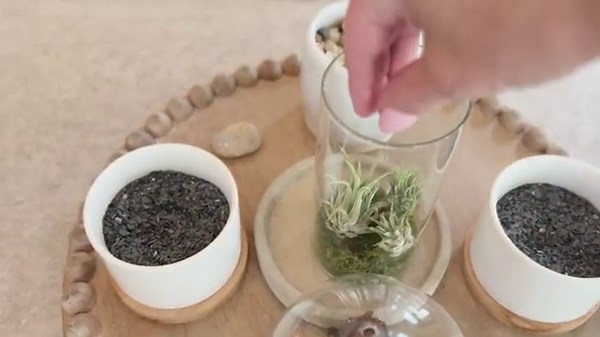 Air Plant Tour + How to Water and Care for Happy Healthy Air Plants! 🌿