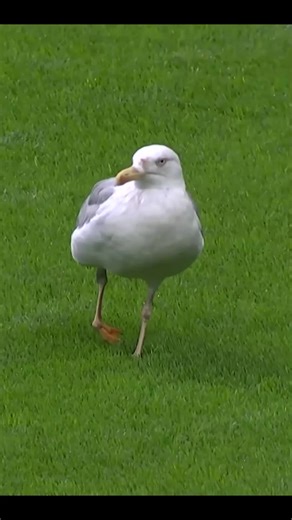 Süleyman Seba: Beşiktaş'ın Unutulmaz Başkanı
