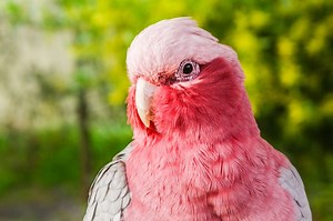 Pink Bird Names 51  BEST & CUTE & Pinky Ideas - PetShoper