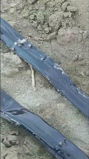 greenhouse cucumber cultivation: The Complete A to Z Guide