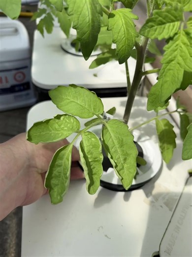 RDWC medialess hydroponic tomatoes—this years crop is off to a healthy start. #hydroponics #tomatoes #hydroponictomatoes #greenhouse #cea #rdwc #cch2o #culturedsolutions #hydroponicgardening #roots #grozine #growingfood #veggies #agriculture