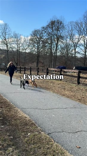 Expectation: peaceful dog walk, perfect leashes, main character energy. Reality: two dogs doing absolutely whatever they want… and a surprise appearance from Token stealing the show 🐴💛 Walking multiple dogs is never what you think it’s going to be—but somehow it’s always worth it. Chaos, laughter, and the best kind of therapy wrapped into one walk. Dog parents… you get it. #DogMomLife #ExpectationVsReality #DogWalking #LifeWithDogs #ChaosCrew #DogParentProblems | Chaos in Collars