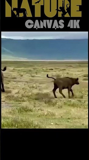 Lion's Clever Deception Tricks the Buffalo: Epic Wildlife Encounter