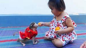 Little Tevy Feeds Pruno To Make Good Friend With Him, Tevy Feeds Orange To Pruno Instead Of Her Mom | Monkey Dodo