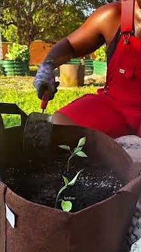 How to Grow Peppers in Grow Bags