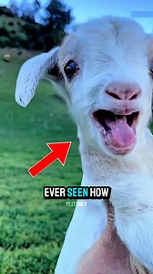 3.2K views · 3.4K reactions | Why Farmers Do This to Goats  Ever seen how farmers stop a goat from becoming a father? They place a tight rubber band on a small rubber ball around the goat’s private area. The band cuts off the blood flow, and within a week or two, it simply falls off. Painful to imagine… but that’s how farmers make sure the goat can never become a dad. #why #goat #farmer #dothis #explorepage✨ #exploremore #reelsviral #reels | Glitchfy | Facebook