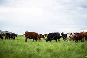 Grazing Management - BeefResearch.ca