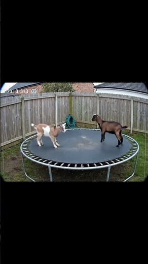 Goats on a Trampoline? This Backyard Camera Caught Everything!