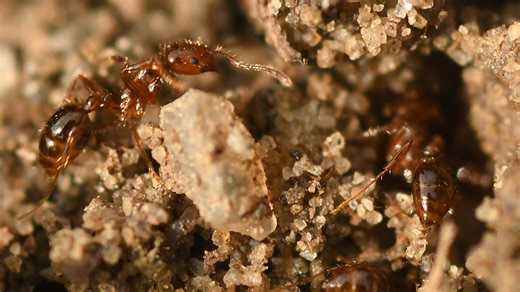 Fighting back: Ways to battle a fire ant infestation