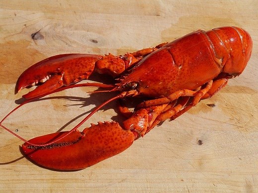Can You Freeze Cooked Lobster in the Shell? - Foods Questions