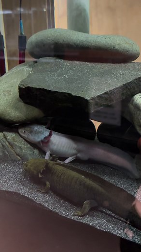 Street Eats Global on Reels