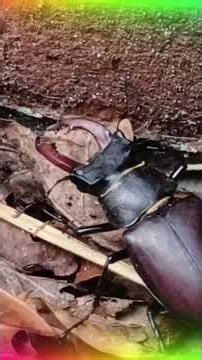 Lucanus cervus 🍀stag beetle 🪲