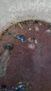 first feeding Part 2 | Lex Betta