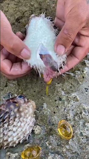 Puffer Fish Secret 😱 Amazing Defense Mechanism of Blowfish #Shorts