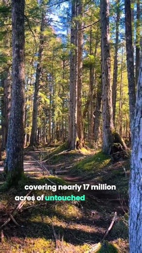 The World’s Largest Temperate Rainforest