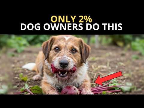 12 Things Dogs Love and Only 2% of Owners Actually Do