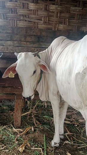 Sapi po #cow #sapipo #sapigemuk #brahman #sapilucu #bull #sapi #sapi #sapimakan #animals #sapibx