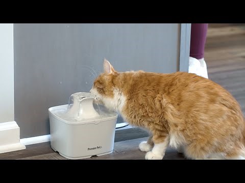 Premier Pet 60oz Fountain Quick Overview