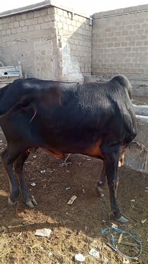 ✨ Al Noor Cattle & Breeding farm ✨ #newentry #bachra #qurbani2026 #cattlefarm#pantherofalnoor#mandhi