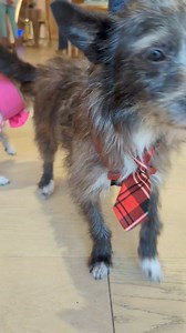 Meet Layla, a 9-pound, 8-year-old Chi mix rescued from the shelter along with her bestie Willie. Both had severely infected itchy skin full of open blisters. It was evident that no one cared about providing them with the basic care they deserved. With tons of TLC and affection, both are doing great, and their skin has improved significantly. Because they are a bonded pair, we prefer to adopt them together. LAYLA is a very sweet, joyful independent senior who enjoys lounging in her BEDS (which sh