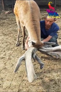 639K views · 894 reactions | The deer's strange behavior after being fed by tourists | Media 5 | Facebook