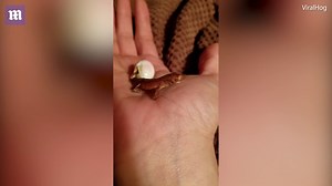 Meet the cutest crested gecko hatching from an egg on a hand