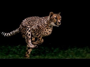 BTS: How National Geographic Captured a Cheetah Running at Full Speed