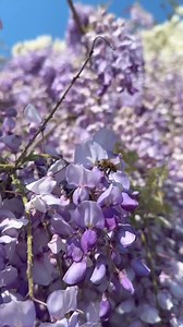 Vă aşteptăm în Campusul USAMV!🌺 | Universitatea De Stiinte Agronomice Si Medicina Veterinara Bucuresti