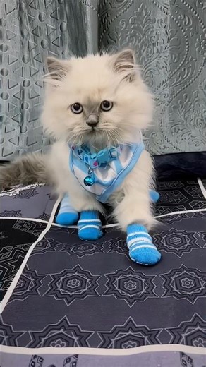 Hum abhi taiyyar ho rahe hai 😶 #shorts #shortsfeed #shortsviral #catshorts