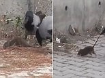 A murder of crows repeatedly attack poor vulnerable rat