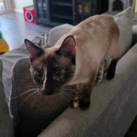 Meet Marble: Your Perfect Siamese Kitten Companion