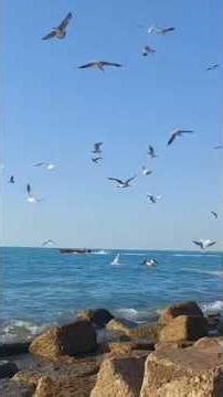 Soothing Sea Waves & Seagulls Over the Ocean 🕊️ | Pure Relaxation & Deep Calm#relaxingsounds #beach