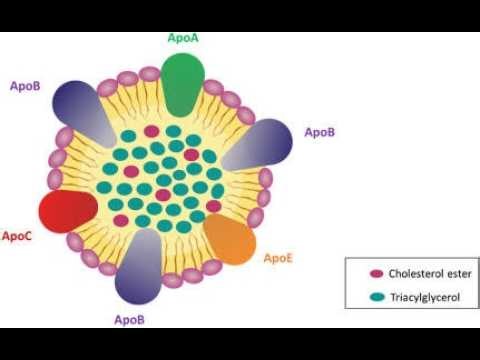 apo apolipoprotein; protein components of lipoproteins, which are complexes that transport fats