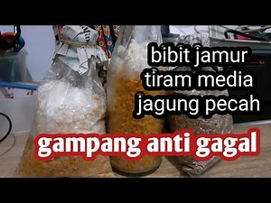 cara membuat bibit jamur tiram f1 f2 100% anti gagal