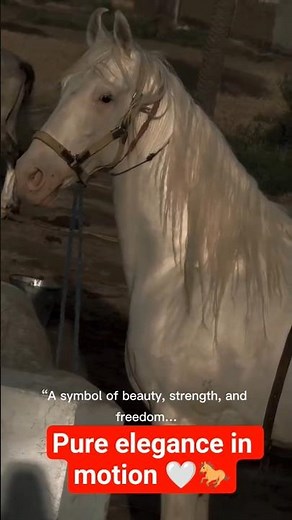 Majestic White Horse Running Like the Wind 🤍🐎