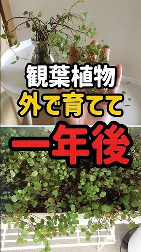 [Comparison] Indoor vs. Outdoor: One Year Later #Houseplants #Experiment