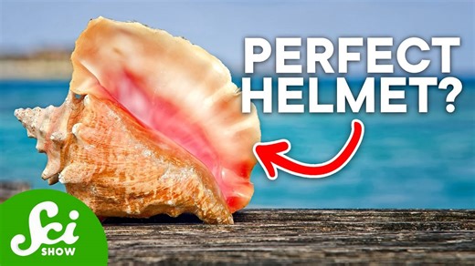 Animal armor that inspired human innovations