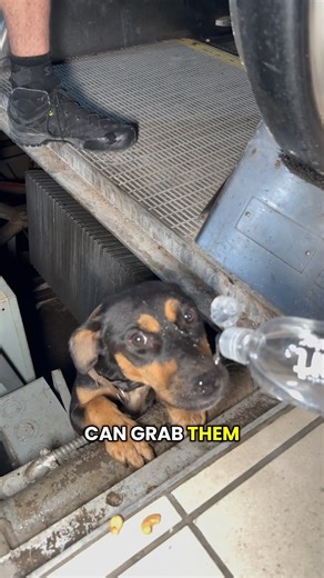 2M views · 13K reactions | We found a dog stuck in an escalator in an abandoned mall… | obsoletevoids | Facebook