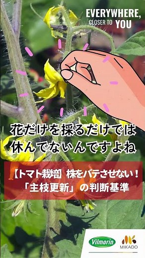 [Tomato Cultivation] Don't let your plants get exhausted! How do you do "main stem renewal"? #Vil...