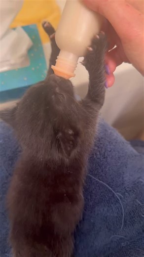 Just a super long kitten nursing video with BEAUCOUP DE suckling sounds. So turn it up, dude. Note the sweet fringe of white wolf air on his arms! Meep meep meep #babysitting #earlylearning | City Kitty Project RVA - Lost Dog Foundation