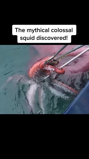 The Mythical Colossal squid finally discovered! #oliviatwistmysteries #mystery #myth #nature #monster #sea