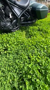 There are plenty of reasons to feel lucky when you’re riding a Rebel 1100T. 🍀✅ For a limited time, 4.99% fixed APR financing is available to well-qualified customers—just ask your local Honda Powersports dealer for more information or visit our website, https://powersports.honda.com/offers. | Honda Motorcycles & ATVs