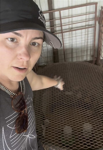 Caring for Chicks in a Brooder with Pine Pellets