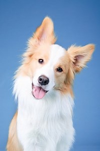 Could my dog have canine autism? Learn to help your reactive dog
