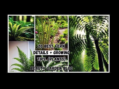 20 Best Ferns for Garden 🌿 | Top Indoor & Outdoor Fern Plants You Must Grow!